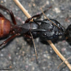 Carpenter ant