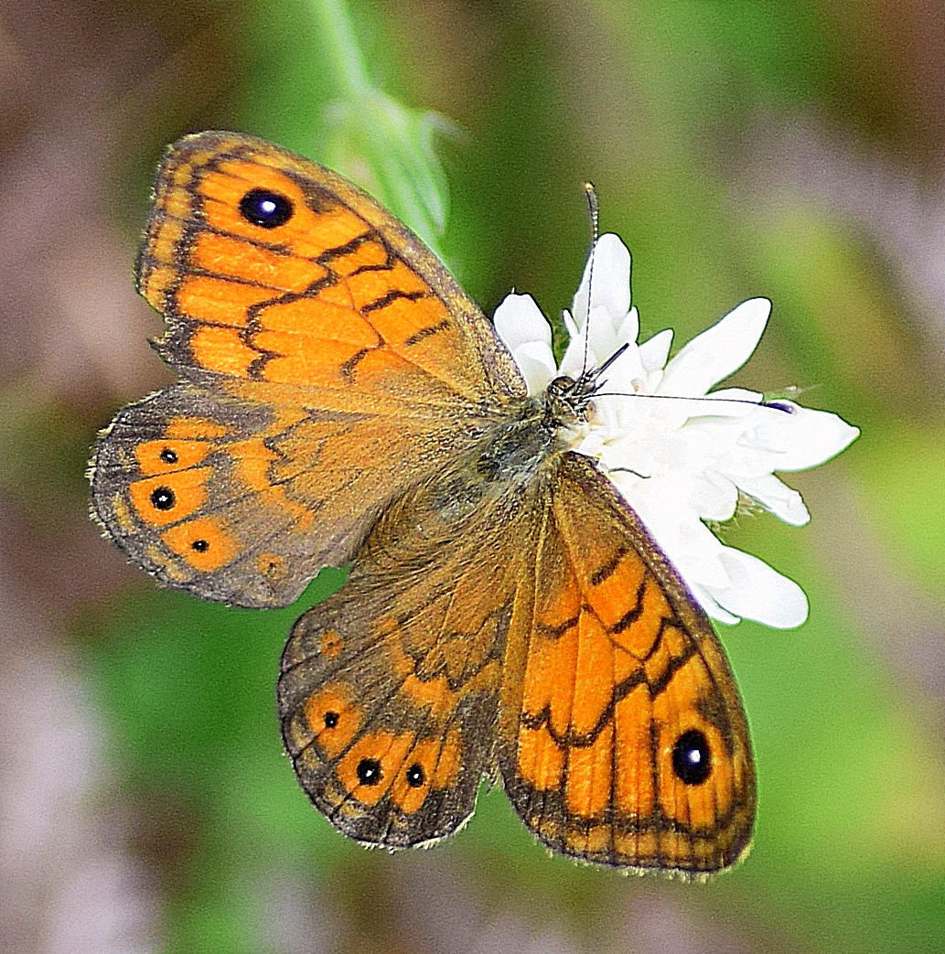 Wall Brown