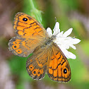 Wall Brown