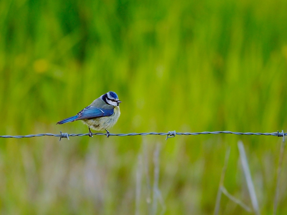 Herrerillo común (Eurasian blue tit)