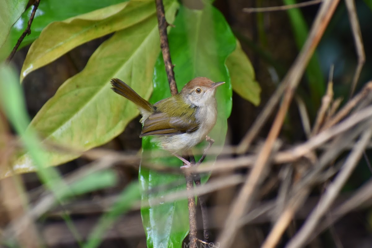 Common TailorBird