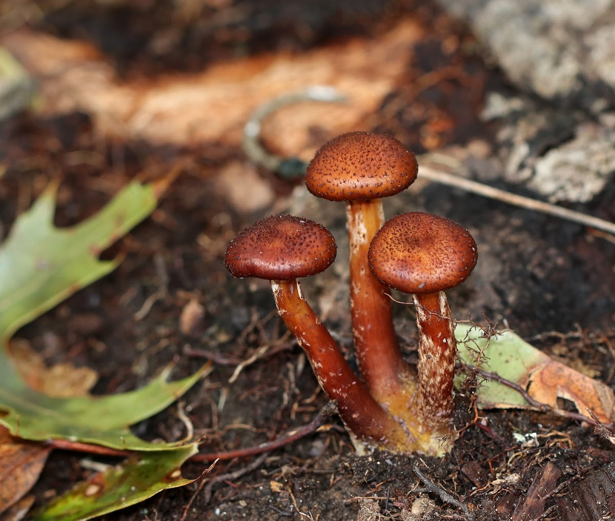 Armillaria gemina