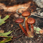 Armillaria gemina