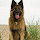 German Shepherd New Tab