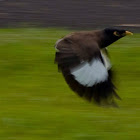 Common Myna