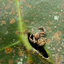 Crab Spider