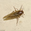 Delphacid Planthopper