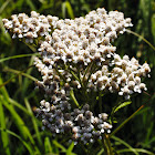 Common Yarrow