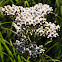 Common Yarrow