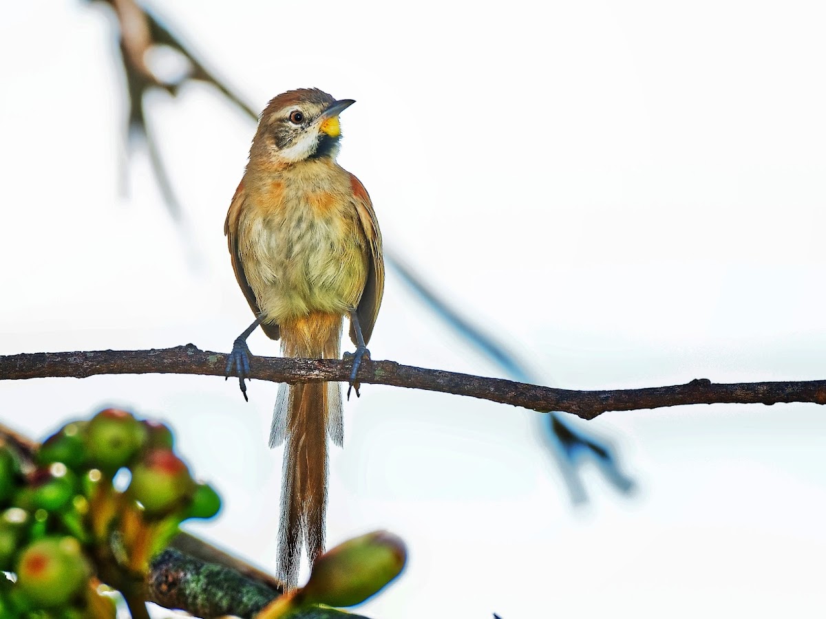 Bichoita (Chotoy Spinetail)