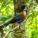 Scale-feathered Malkoha