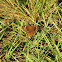 Common Buckeye Butterfly