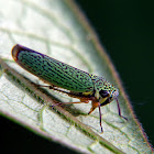 Leafhopper