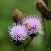 Common Red Soldier Beetle