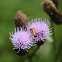 Common Red Soldier Beetle