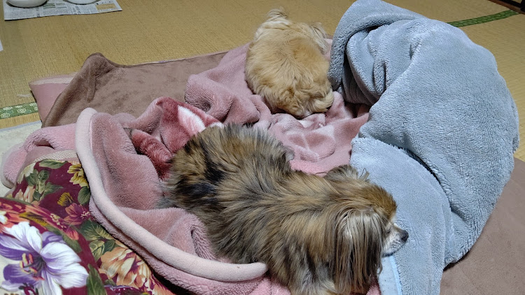 ゆうや♪ヽ(´▽｀)/さんが投稿した島根県・キララ多岐オフ会に関するカスタム事例の投稿画像22枚目