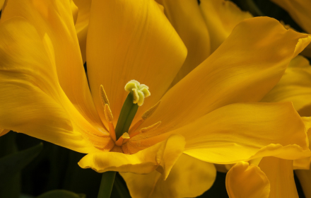 Yellow tulips small promo image