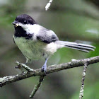 Black-capped Chickadee