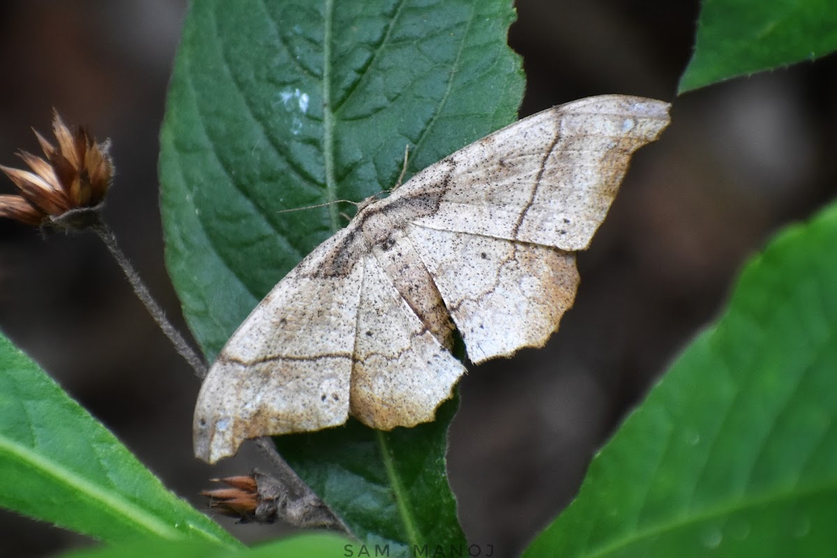 Geometer Moth