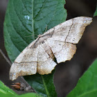 Geometer Moth