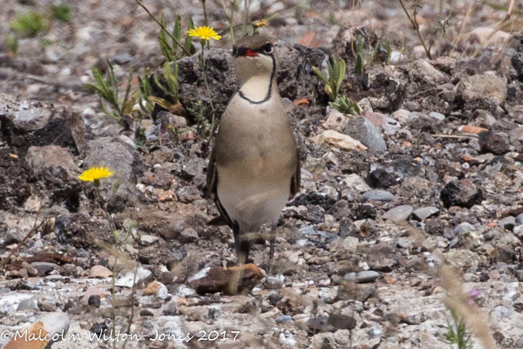 Collared Pratincole; Canastera