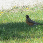 American Robin