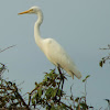 Great Egret