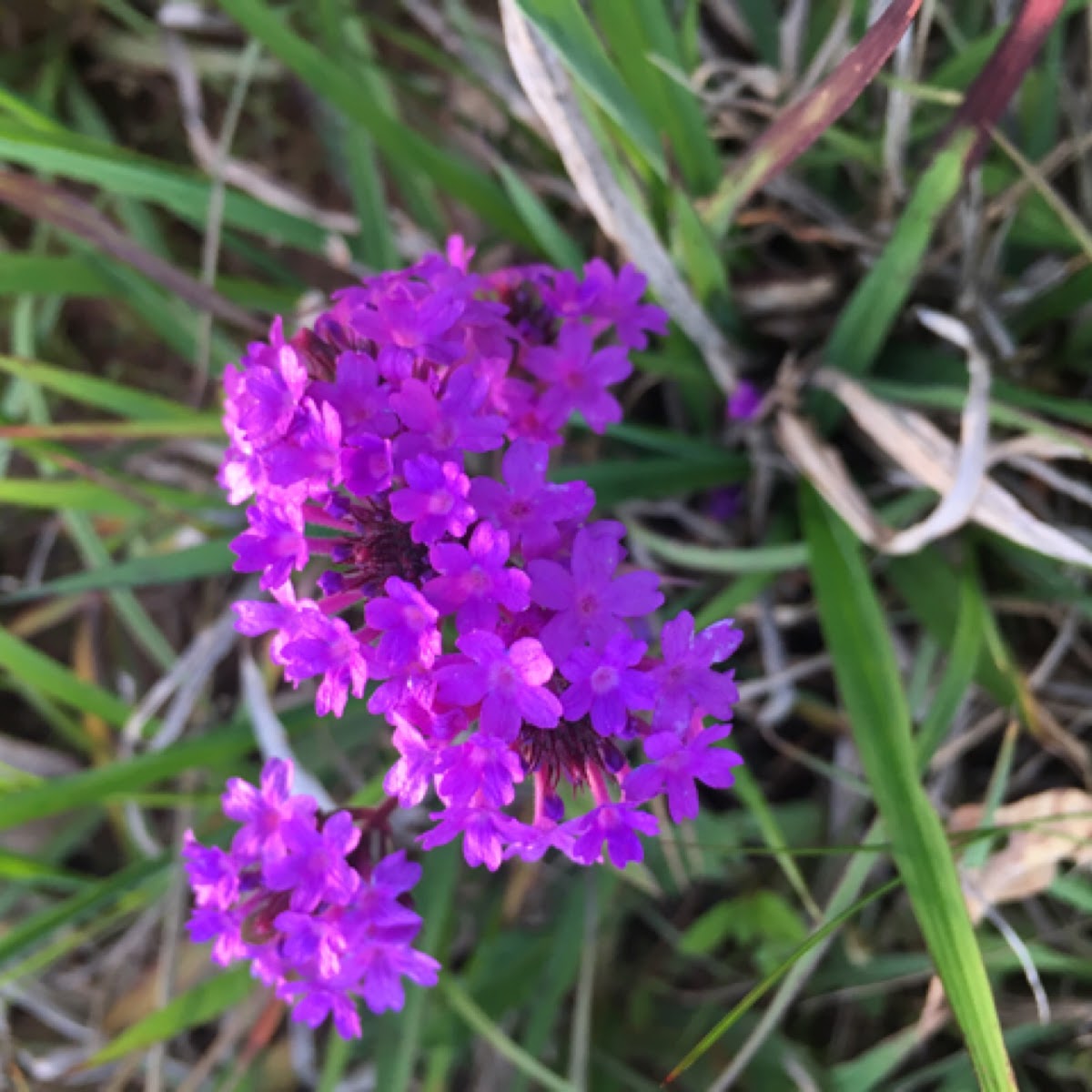 Purple Verbena