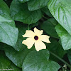 Yellow flowers