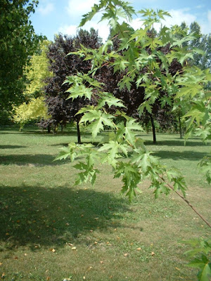 Sinfonia in verde di giuseppe russo