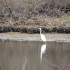 Great egret