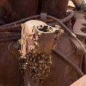 Western honey bees