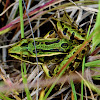 Northern Leopard Frog