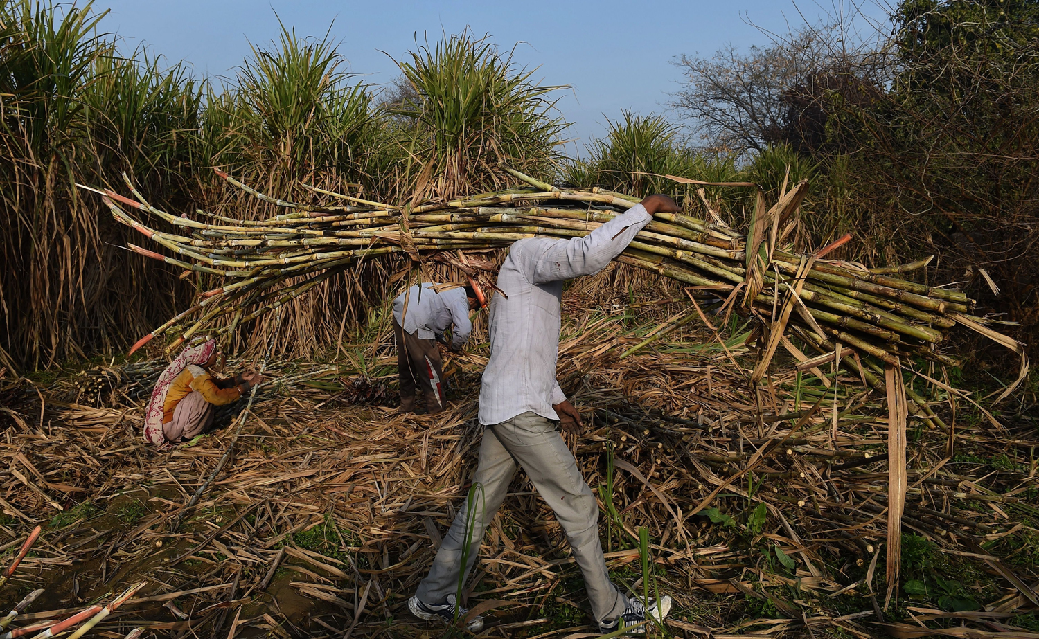 In Kairana, sugarcane, stray cattle and caste alliances will decide the Lok Sabha election 