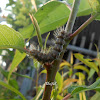 caterpillar