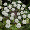 Wild angelica