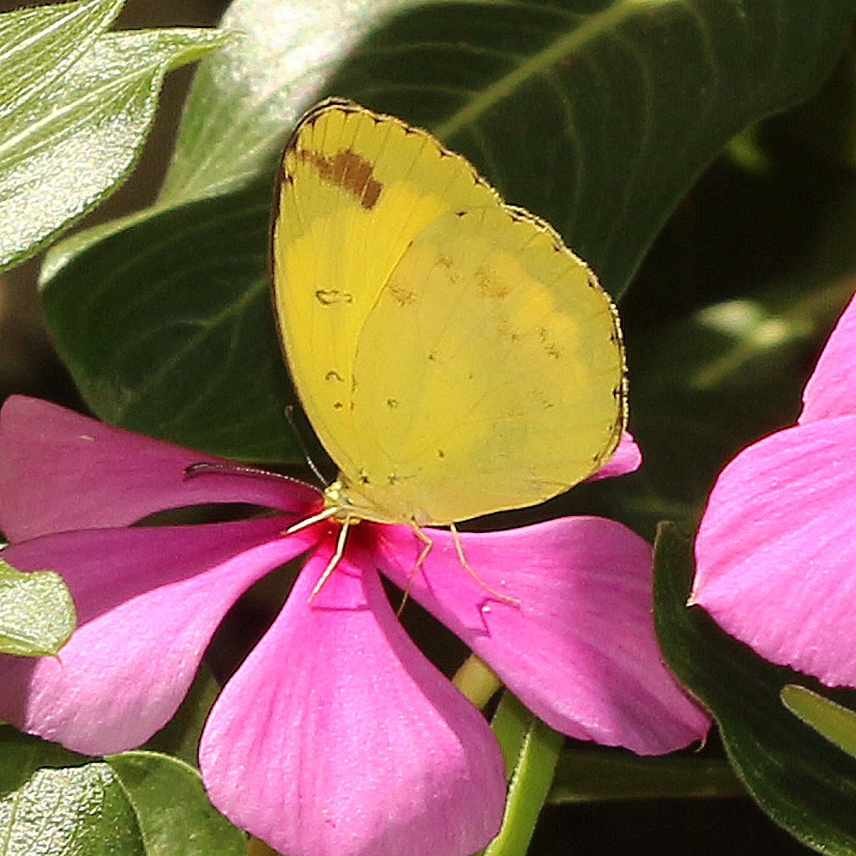 Common Grass Yellow