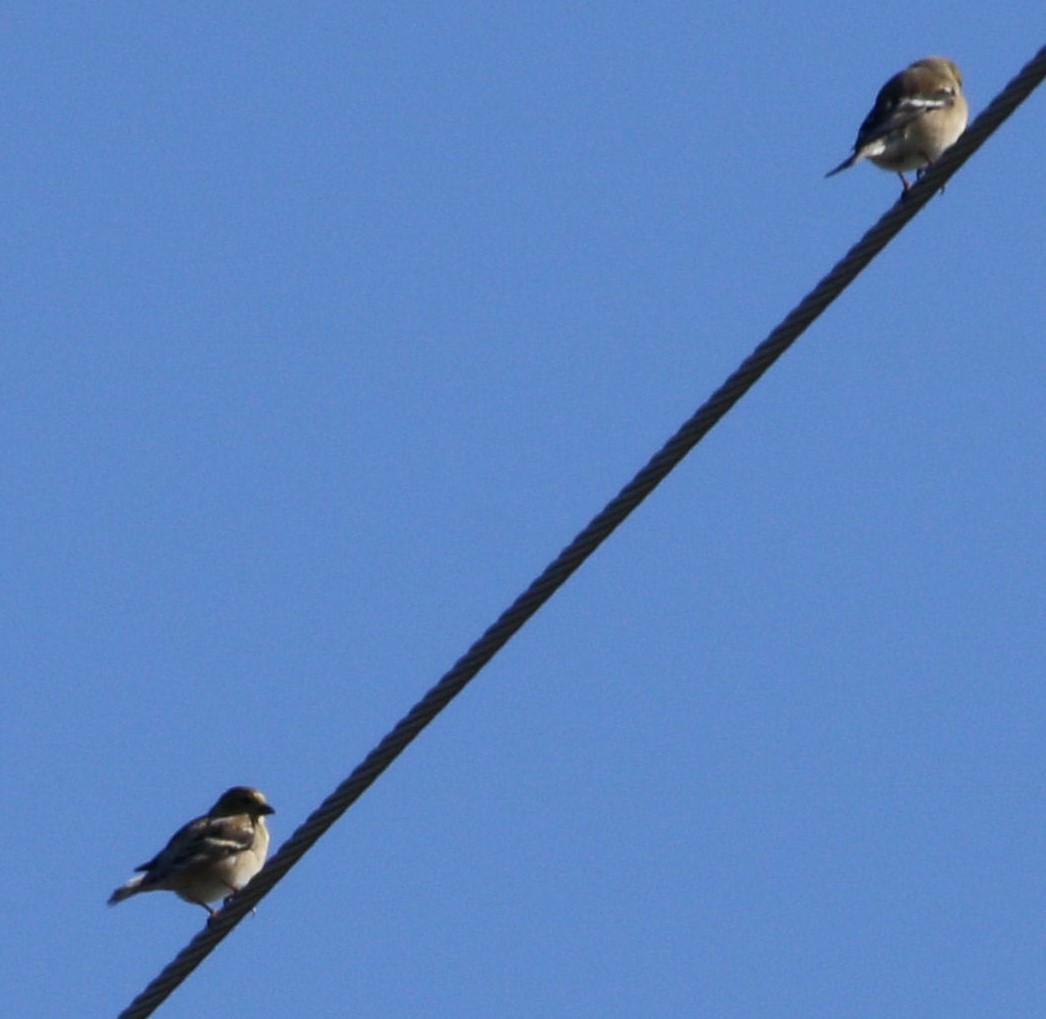 American Goldfinch - winter plumage