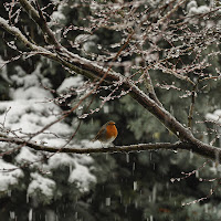 Il Pettirosso dice...Brrrrr di Concetta Caracciolo