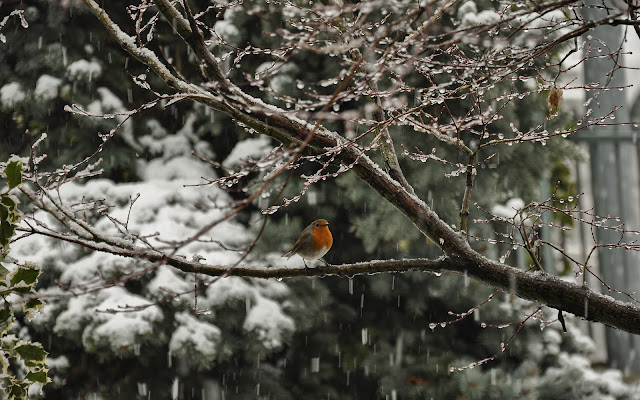 Il Pettirosso dice...Brrrrr di Concetta Caracciolo