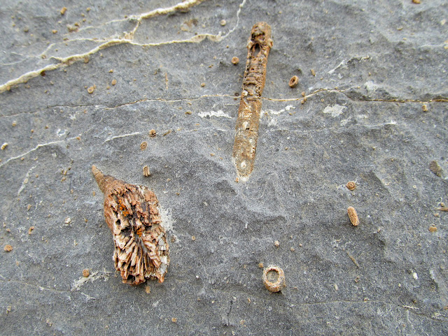 Crinoid fossils