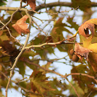 autunno primi freddi di AVA