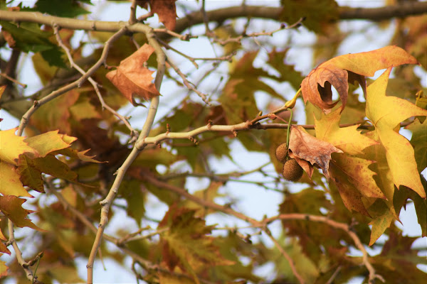 autunno primi freddi di AVA