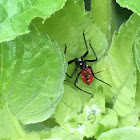 Wheel bug nymph