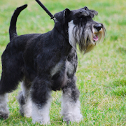 Schnauzer Dogs Wallpapers  Icon