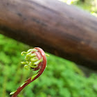 unidentified fern