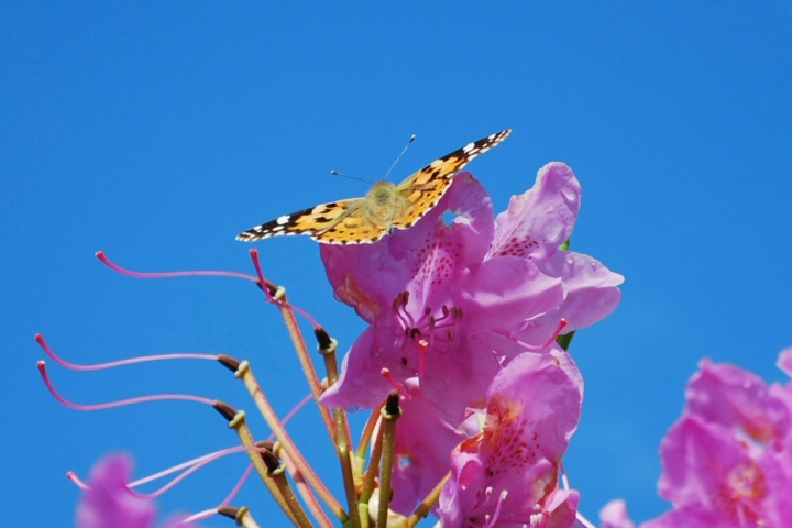 Fiorfarfalla di xaros