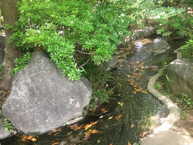 コペンの初夏の花🌸便り祭り!第十弾!初夏を大いに楽しみましょう！・幸せは自分自身で見出す物で他人から与えられる物では有りません！最高だね！・貧乏しても心❤️の貧乏人には成りたく無いですね！最高だね！・妬み!僻み!は持たず!心❤️豊かに過ごしましょう!最高だね！・人は人です!自分の納得出来る生き方をしましょう!最高だね！に関するカスタム事例の投稿画像77枚目