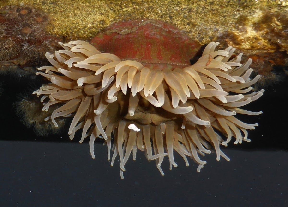 Painted Anemone