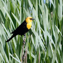 Yellow-headed Blackbird